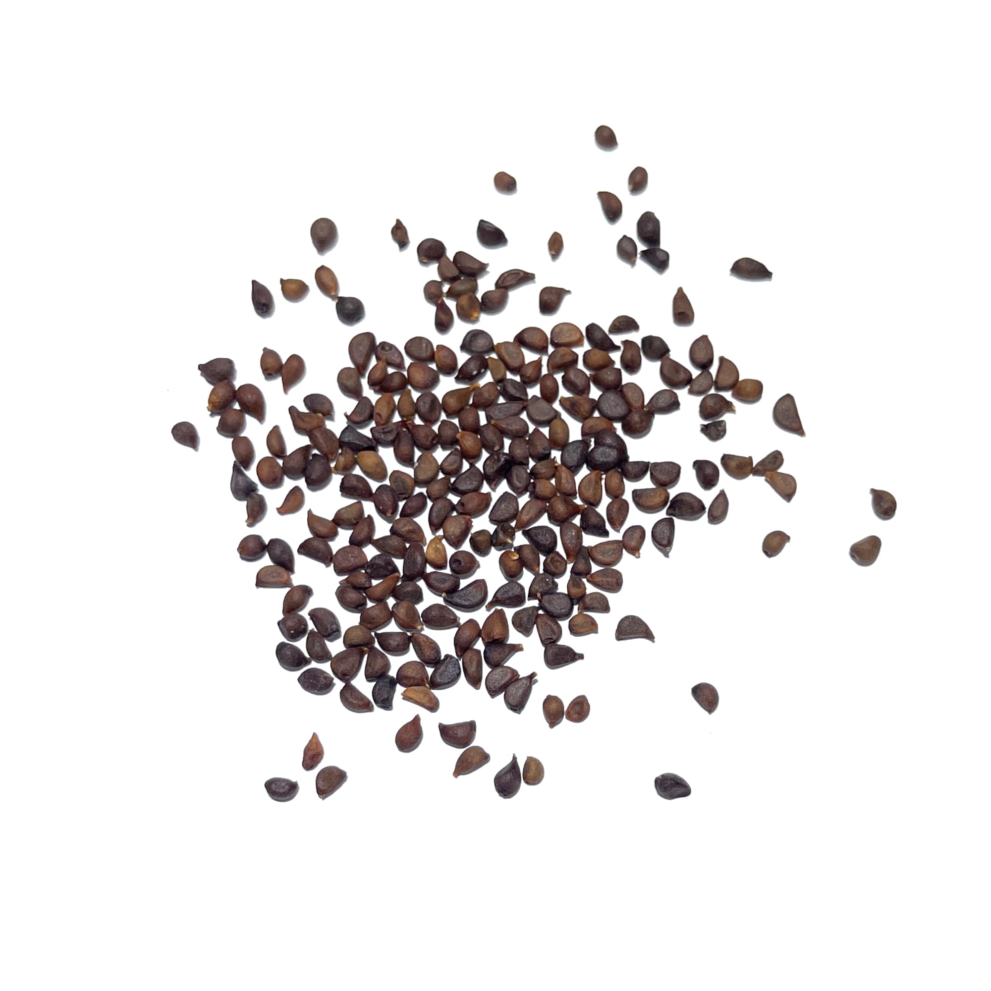Seed Needs Wild Blue Iris leaves show slender sword-shaped greenery