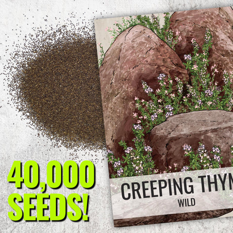 Seed Needs direct-from-growers thyme seeds indicate freshness and reliability.