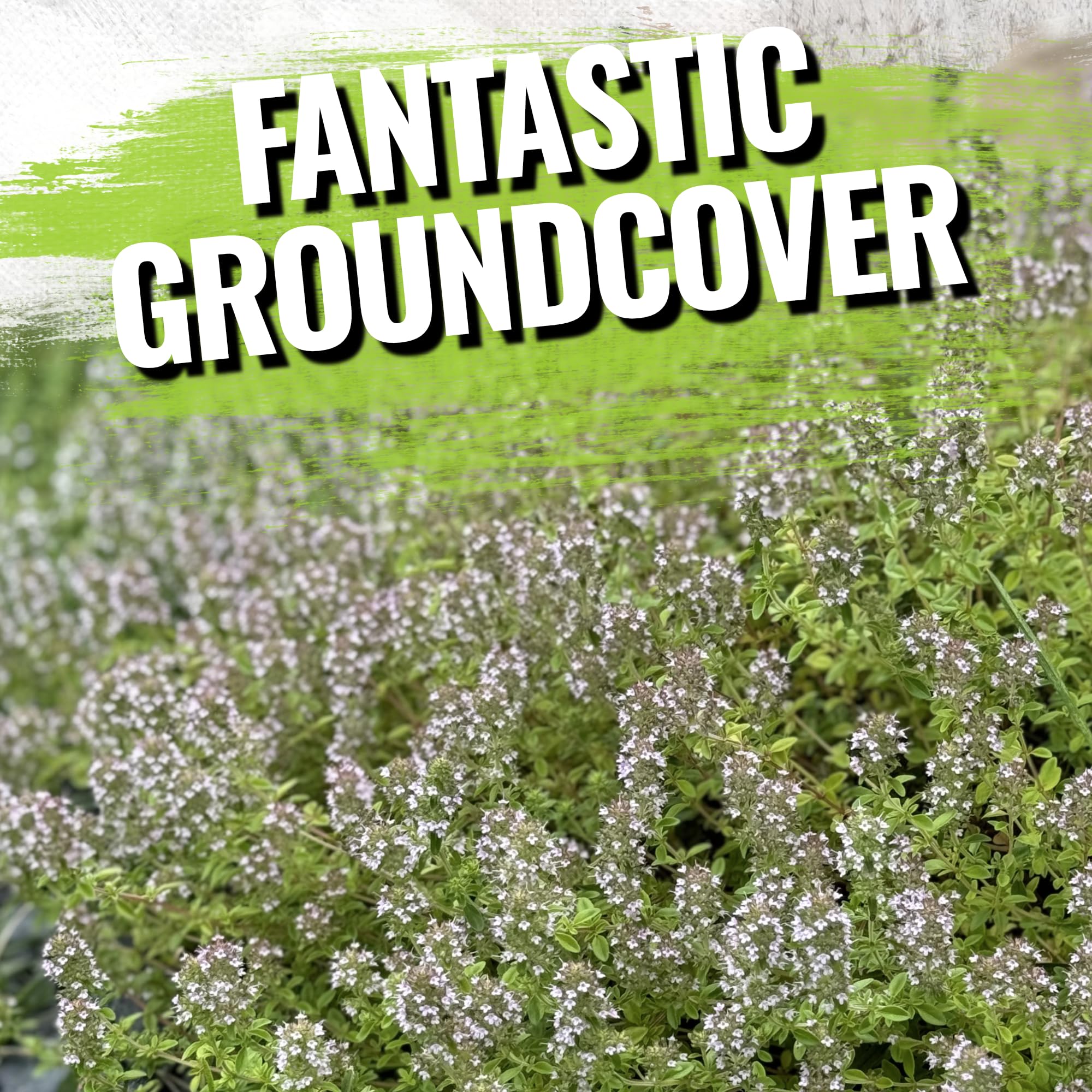Seed Needs thyme germination improves with proper sowing and consistent moisture.