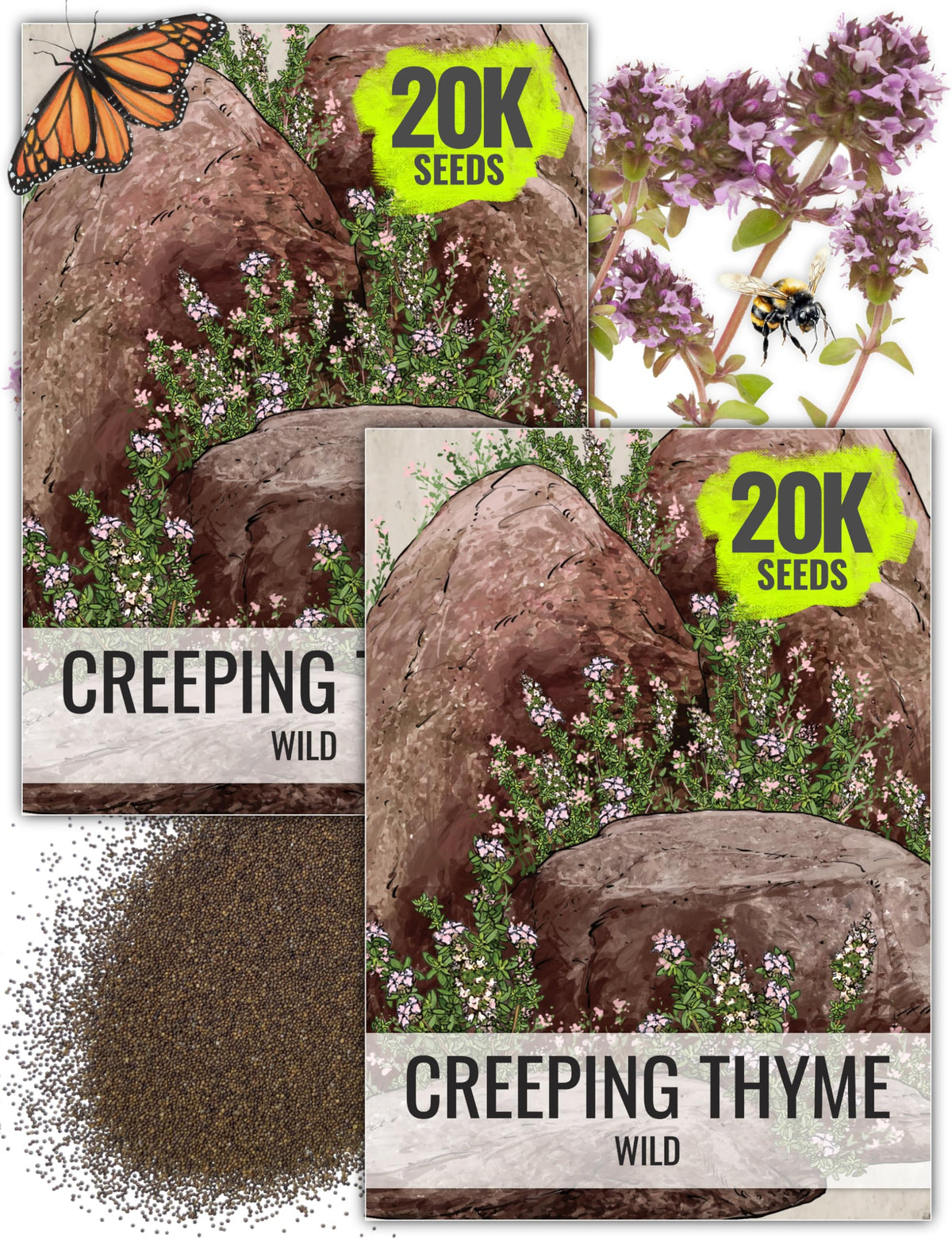 Seed Needs Wild Creeping Thyme seeds form a durable rock garden ground cover.