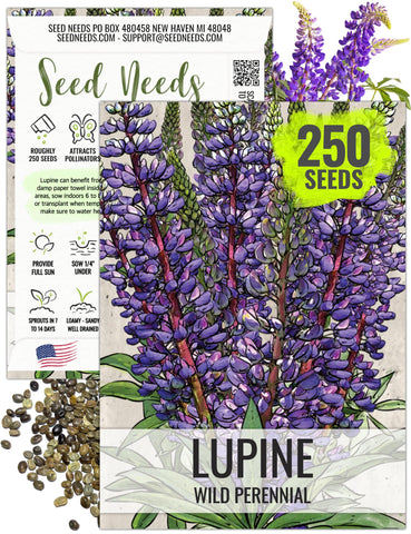 Seed Needs wild lupine blue spikes attract bees and butterflies.