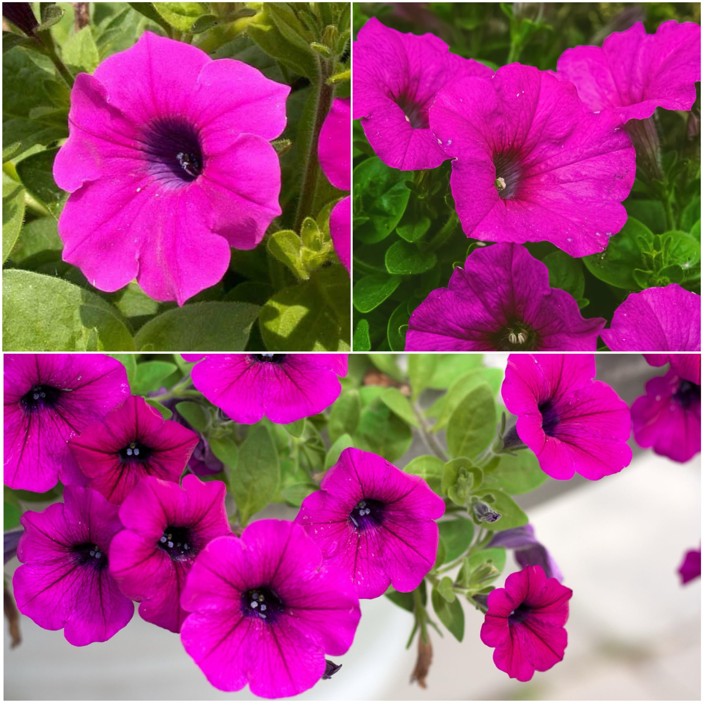Seed Needs wild petunia planted in bed border for color