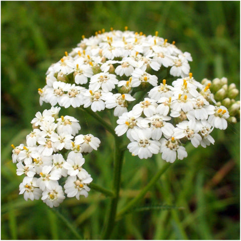 Seed Needs field of wildflowers showing vibrant rainbow colors in bloom.