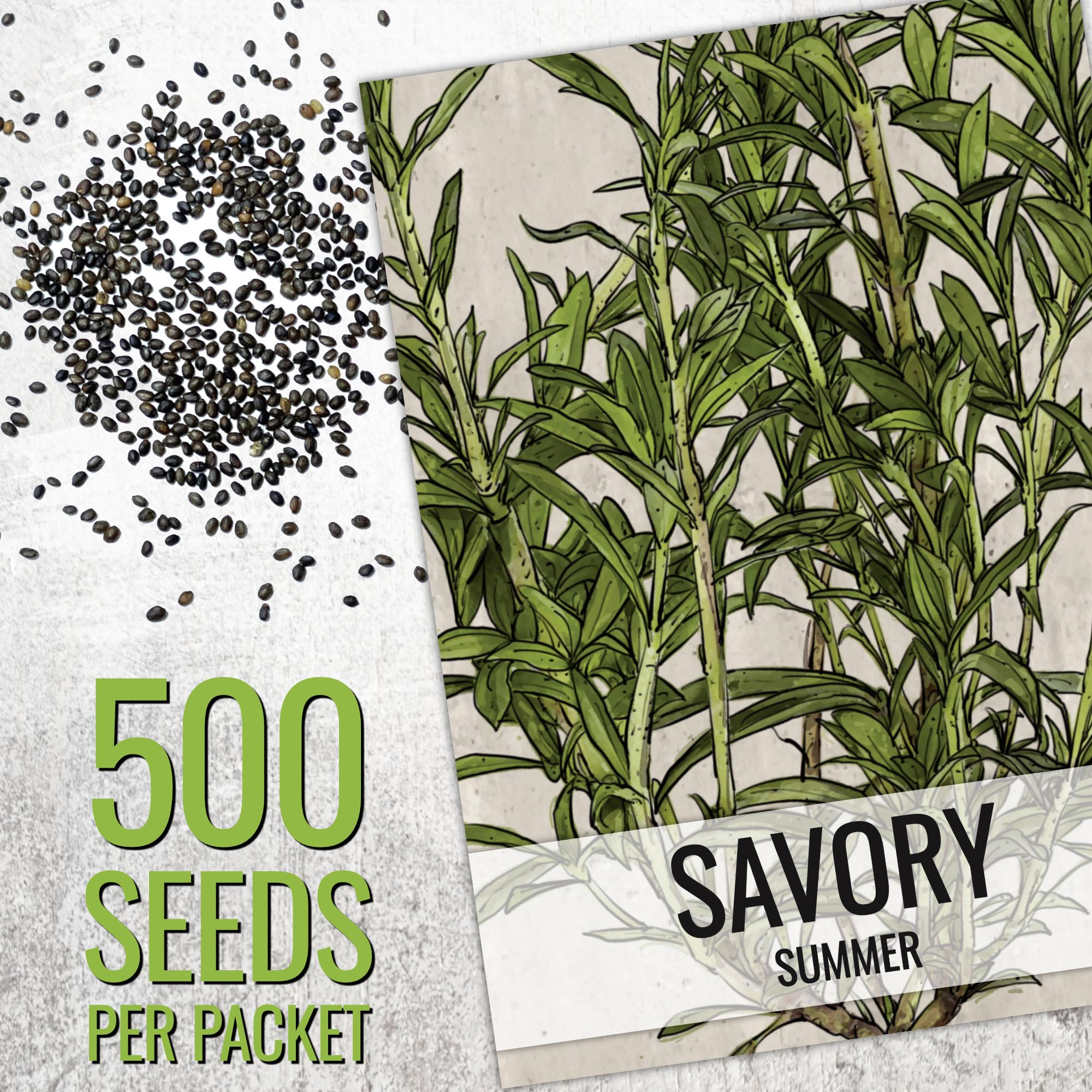 Seed Needs winter savory leaves closeup shows dark compact foliage and thyme-like scent