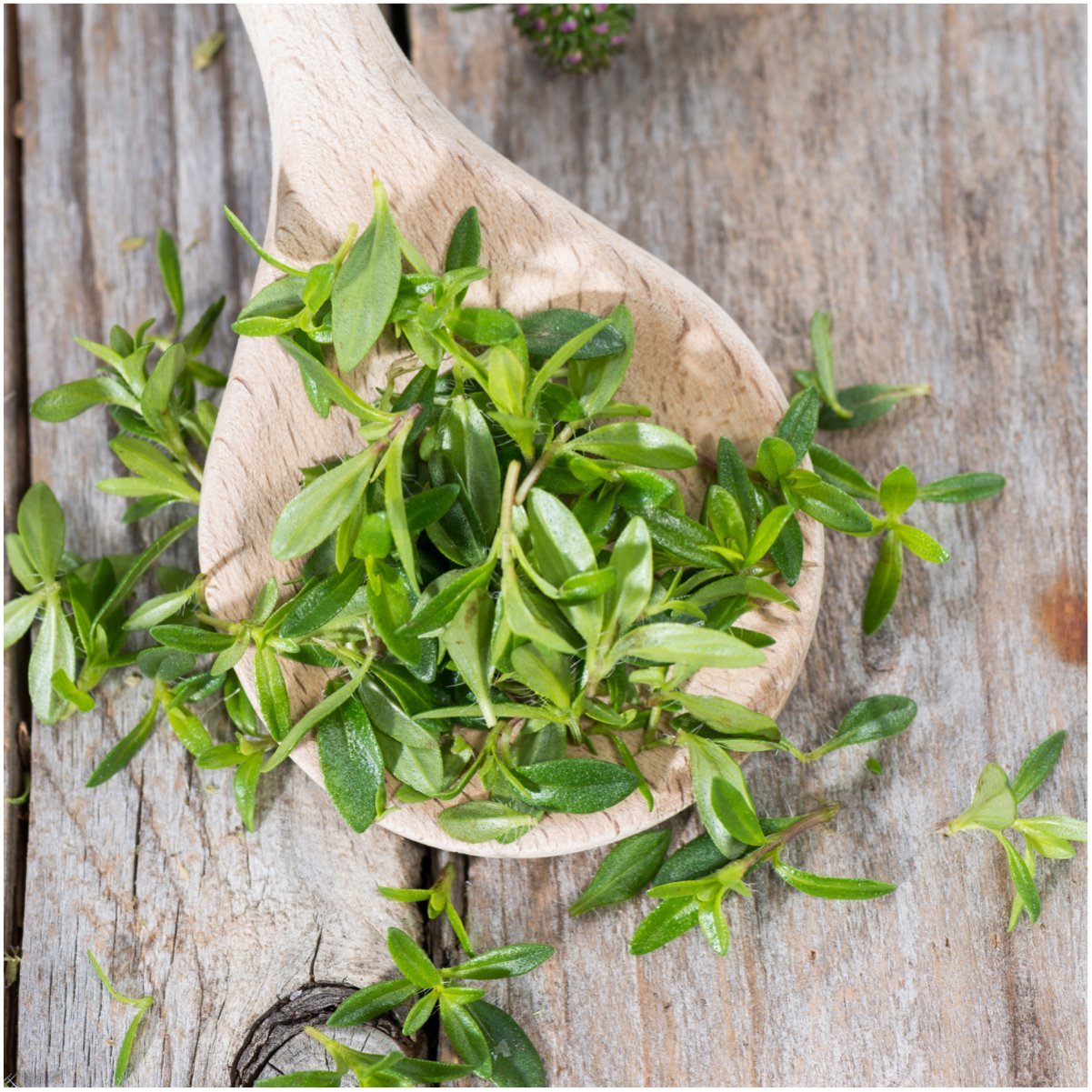 Seed Needs Winter Savory packaging closeup—fresh, non-GMO heirloom seeds for home herb gardens.