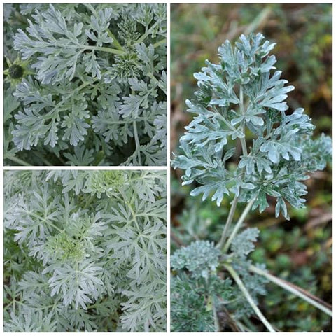Seed Needs wormwood leaves close-up shows silvery-green foliage for herb beds.
