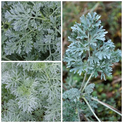 Seed Needs Wormwood seeds held in hand for easy sowing.