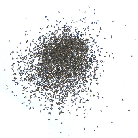 Seed Needs Wormwood seeds open-pollinated heirloom assurance on label.