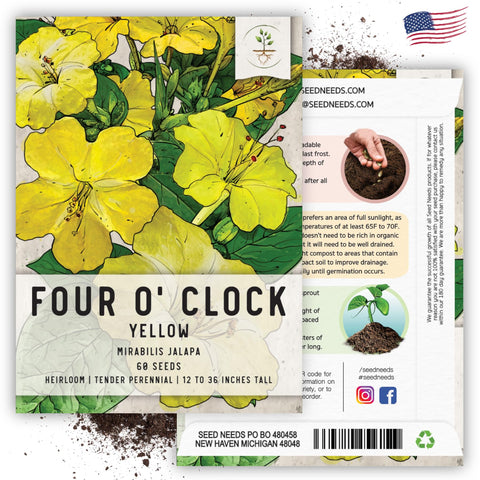 Seed Needs Yellow Four O Clock fragrance enhances evening garden experience