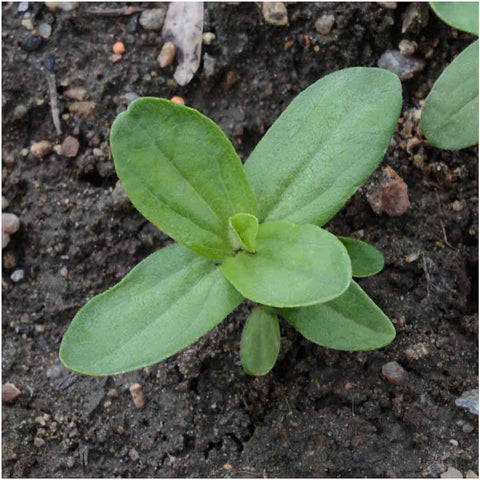 Seed Needs zinnia cut-flower display ideal for fresh bouquets and arrangements