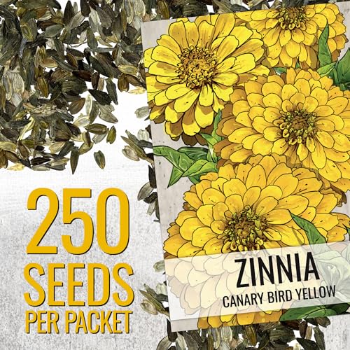 Seed Needs zinnia canary bird yellow with dahlia-like form for striking garden focal points.