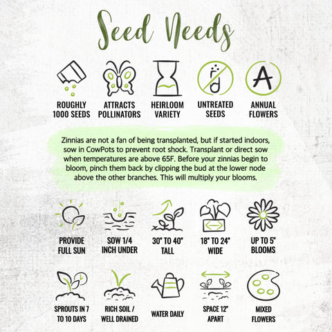 Seed Needs zinnia full sun growth guide for easy cultivation