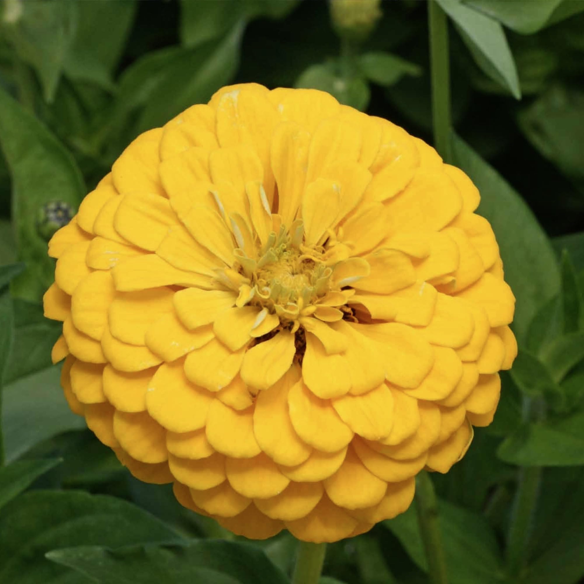 Seed Needs zinnia long blooming season provides color from summer to frost.
