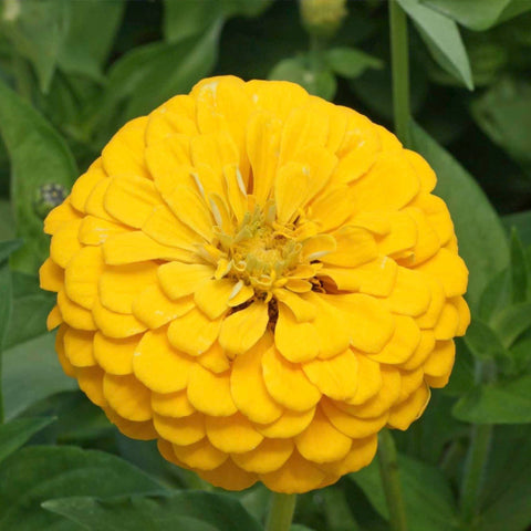Seed Needs zinnia long blooming season provides color from summer to frost.