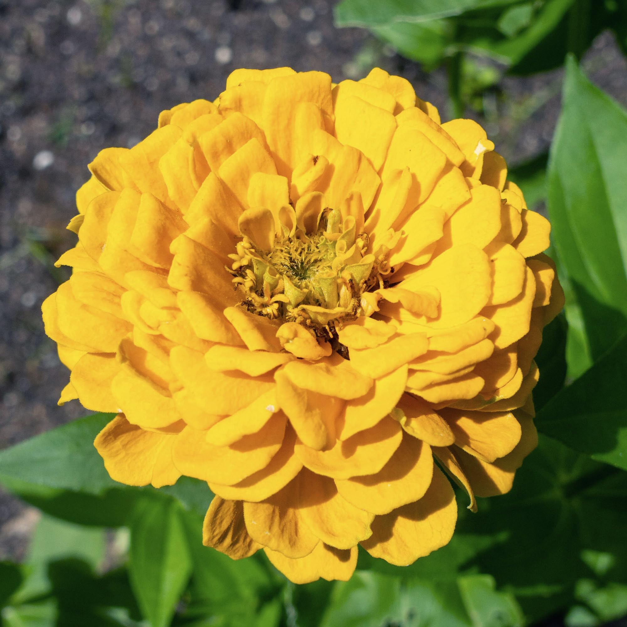 Seed Needs open-pollinated, mostly heirloom zinnias for traditional garden color.