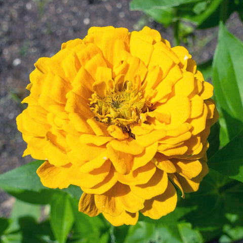 Seed Needs open-pollinated, mostly heirloom zinnias for traditional garden color.