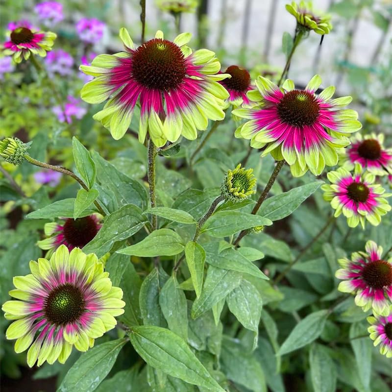 Seed Twister Coneflower border-plant lines garden paths with graceful color and texture.