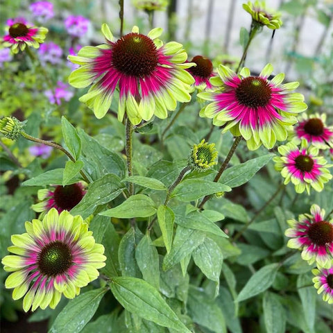 Seed Twister Coneflower border-plant lines garden paths with graceful color and texture.