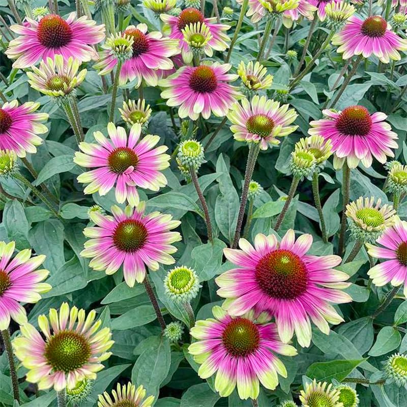 Seed Twister Coneflower cut-flower ready for fresh arrangements with newly opened blooms.