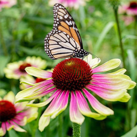 Seed Twister Coneflower drought-tolerant once established supports low-water garden design.
