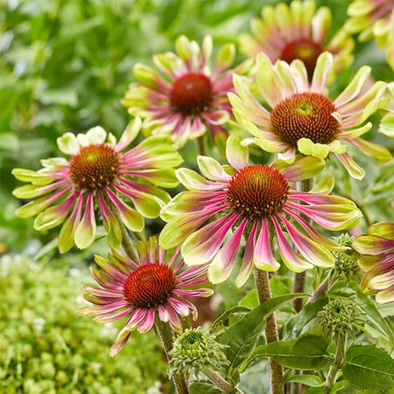 Seed Twister Coneflower garden-ornamental showcases unique curled petals for an eye-catching landscape feature.