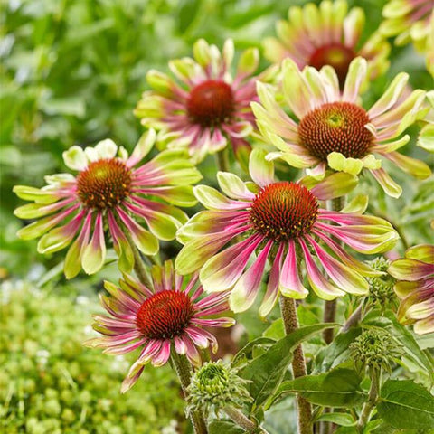 Seed Twister Coneflower garden-ornamental showcases unique curled petals for an eye-catching landscape feature.