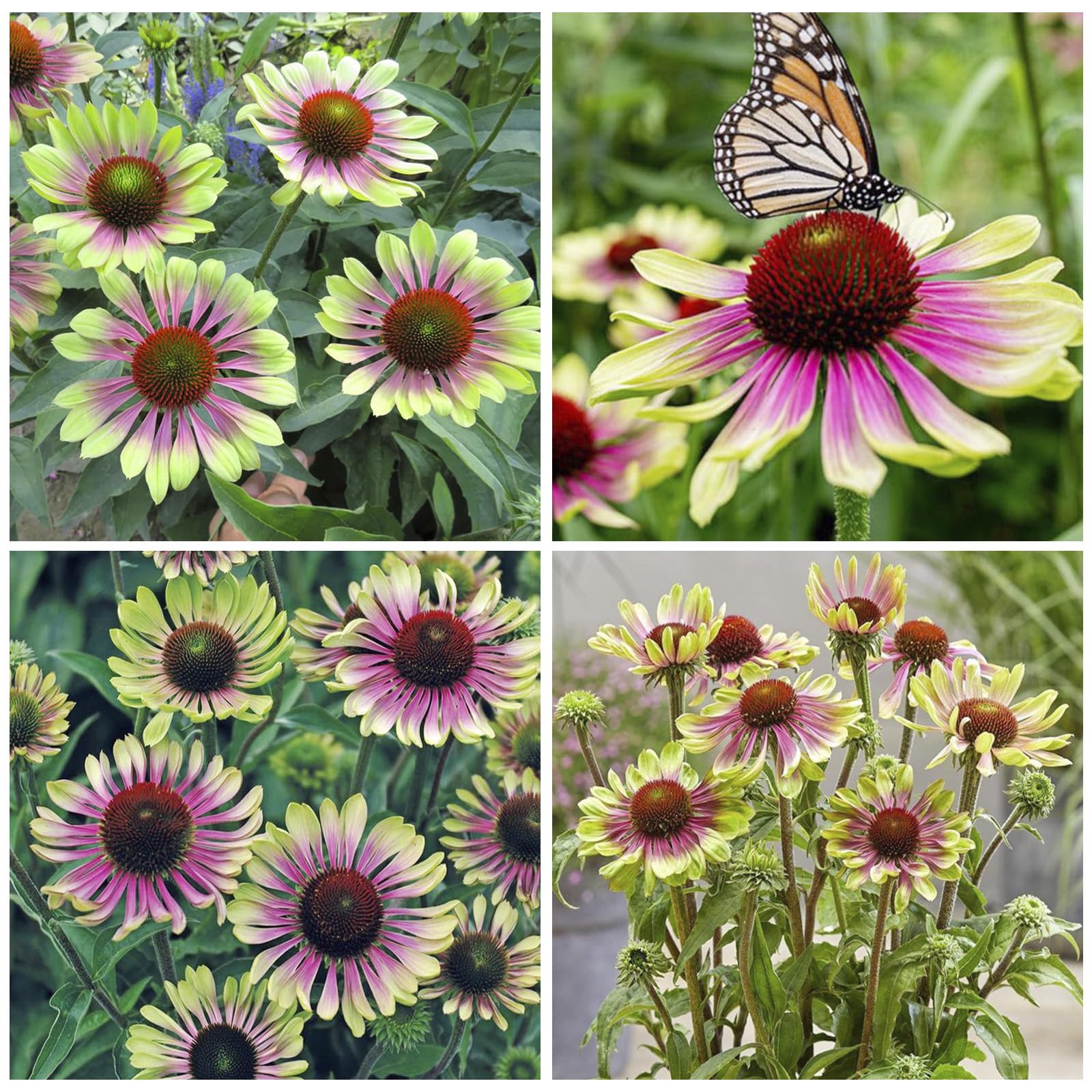 Seed Twister Coneflower curled-petals bloom adds dramatic border color for garden paths.