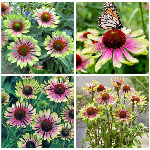 Seed Twister Coneflower curled-petals bloom adds dramatic border color for garden paths.