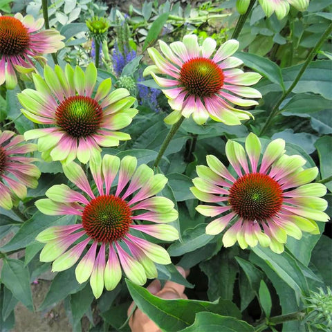 Seed Twister Coneflower vibrant-colors elevates borders and beds with lively seasonal color.