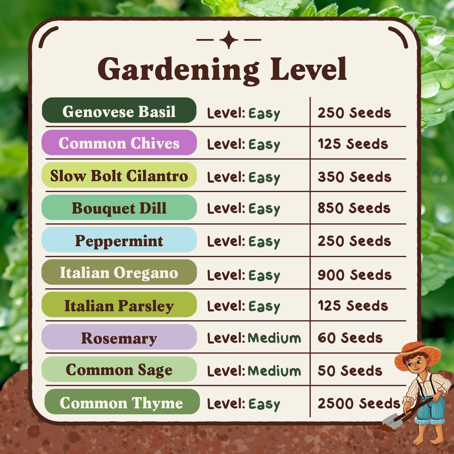 Seedboy Italian oregano seeds for Italian cooking and pizza toppings.