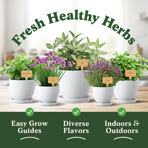 Seedboy rosemary seeds for roasting scents and savory dishes.