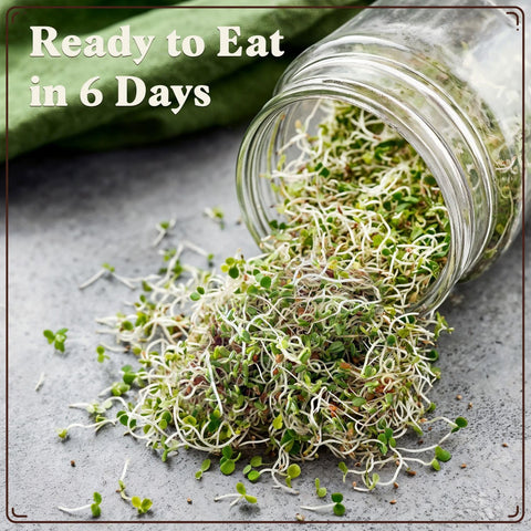 Seedboy 32-serving pack highlighting generous kitchen yield