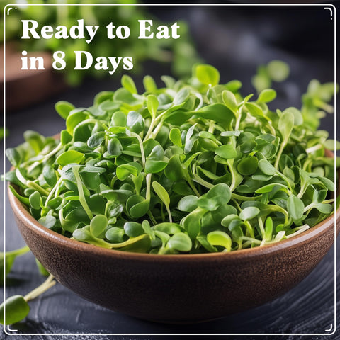 Seedboy 8 oz pouch supports 5 quarts of sprouts for fresh meals.