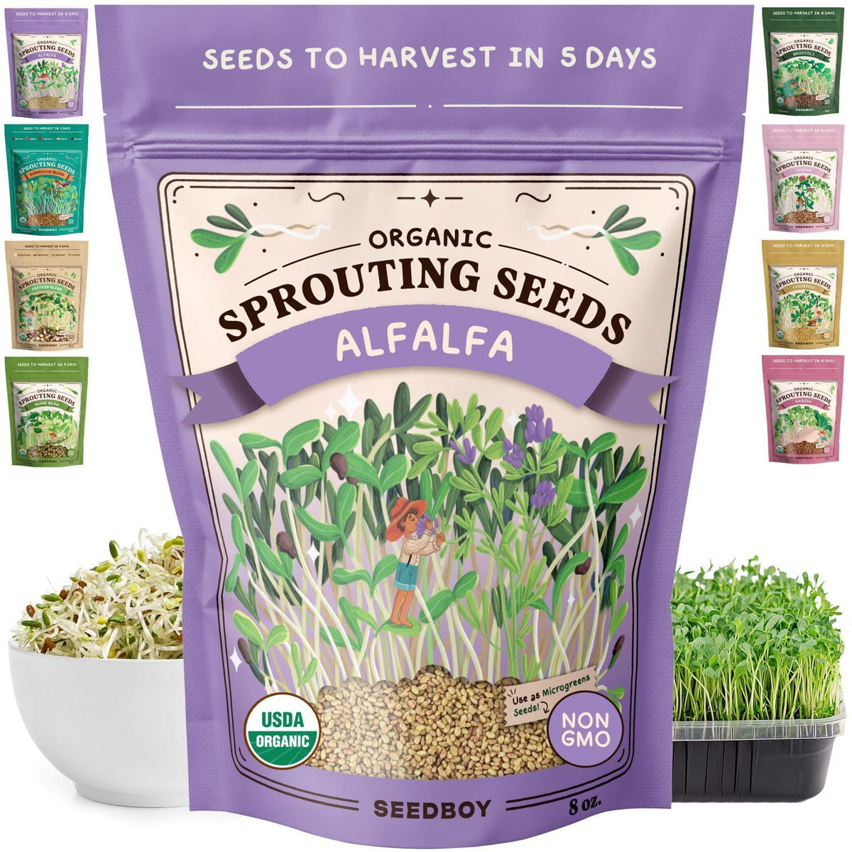 Seedboy alfalfa sprouts in a jar ready for a crunchy, nutritious snack.