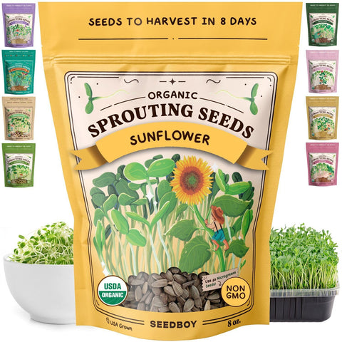 Seedboy Black Oil Sunflower Sprouting Seeds in a jar for quick, crisp greens.