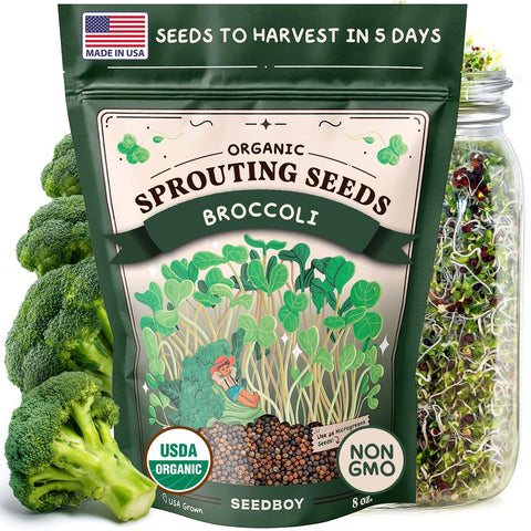 Seedboy broccoli sprouting seeds in a jar for quick greens.
