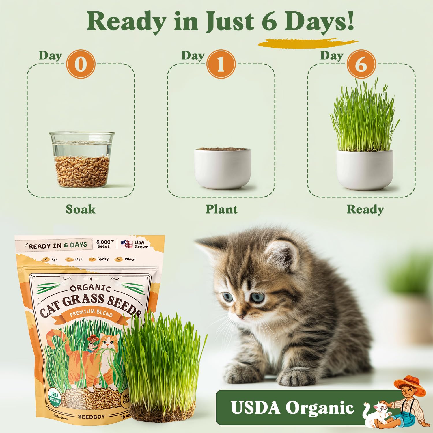 Seedboy cat grass seeds germinate in 4-7 days with simple care