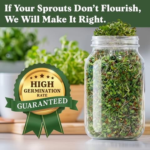 Seedboy Gut Health Blend alfalfa seeds close-up emphasizes fiber-rich sprouts for light meals.