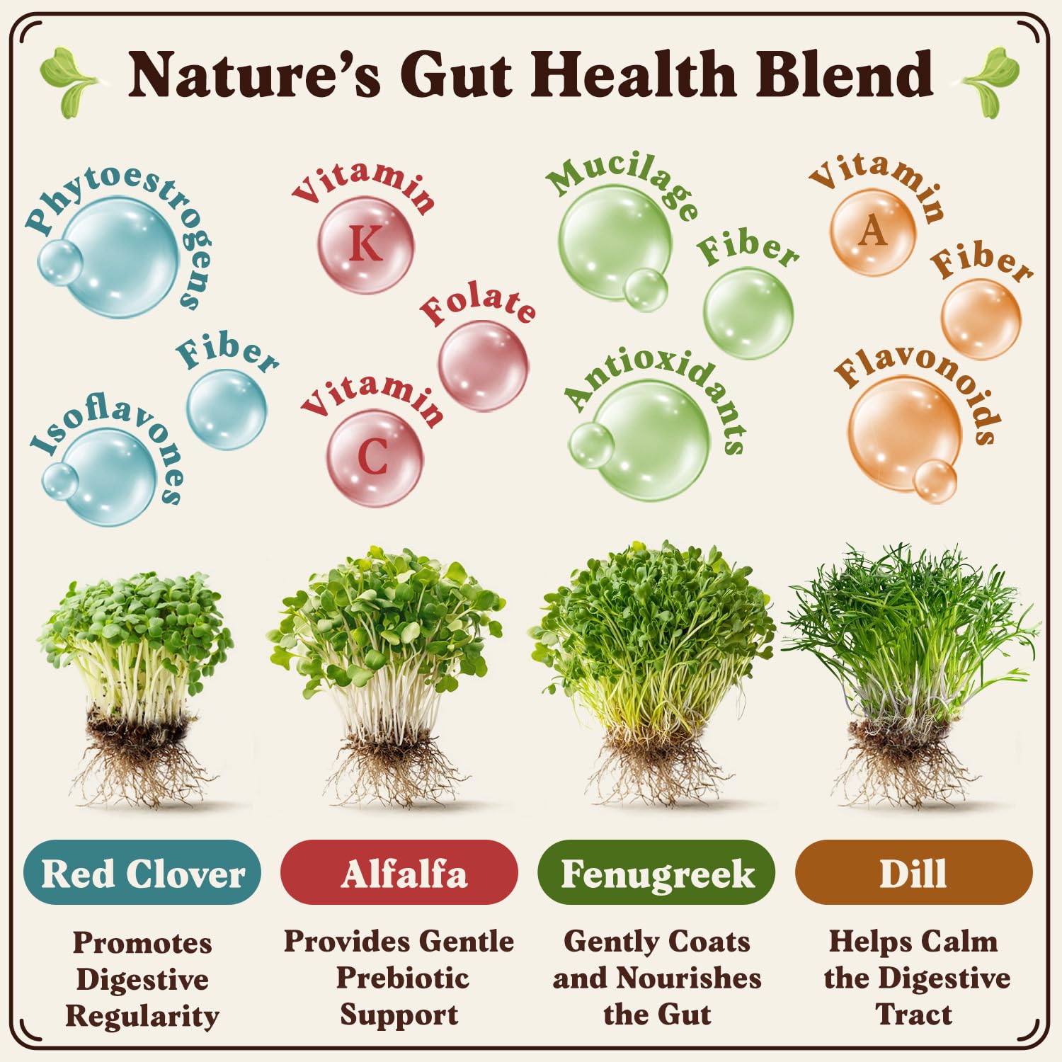 Seedboy Gut Health Blend sprouts in a jar illustrate fast, fresh greens for sandwiches and smoothies.