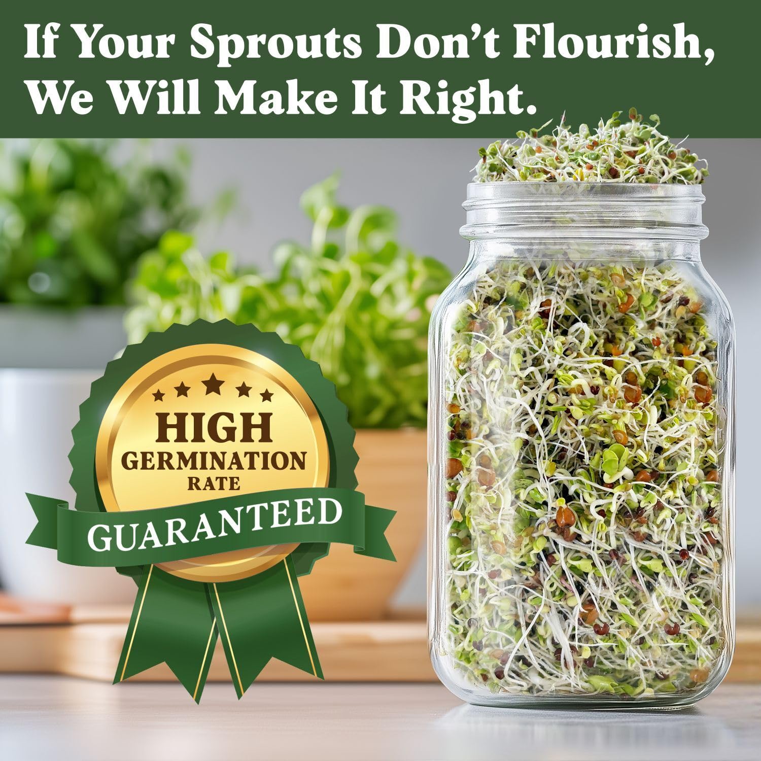 Harvest ready in 5 to 7 days with Seedboy sprouting seeds