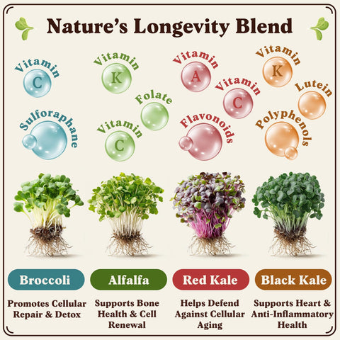 USA-grown organic seeds from Seedboy Longevity Blend ensure pure greens and tested quality.