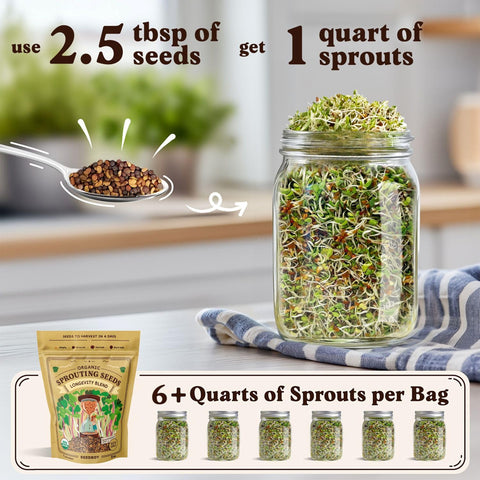 Seedboy Longevity Blend sprouts maturing in days, ideal for fast harvest in jars.