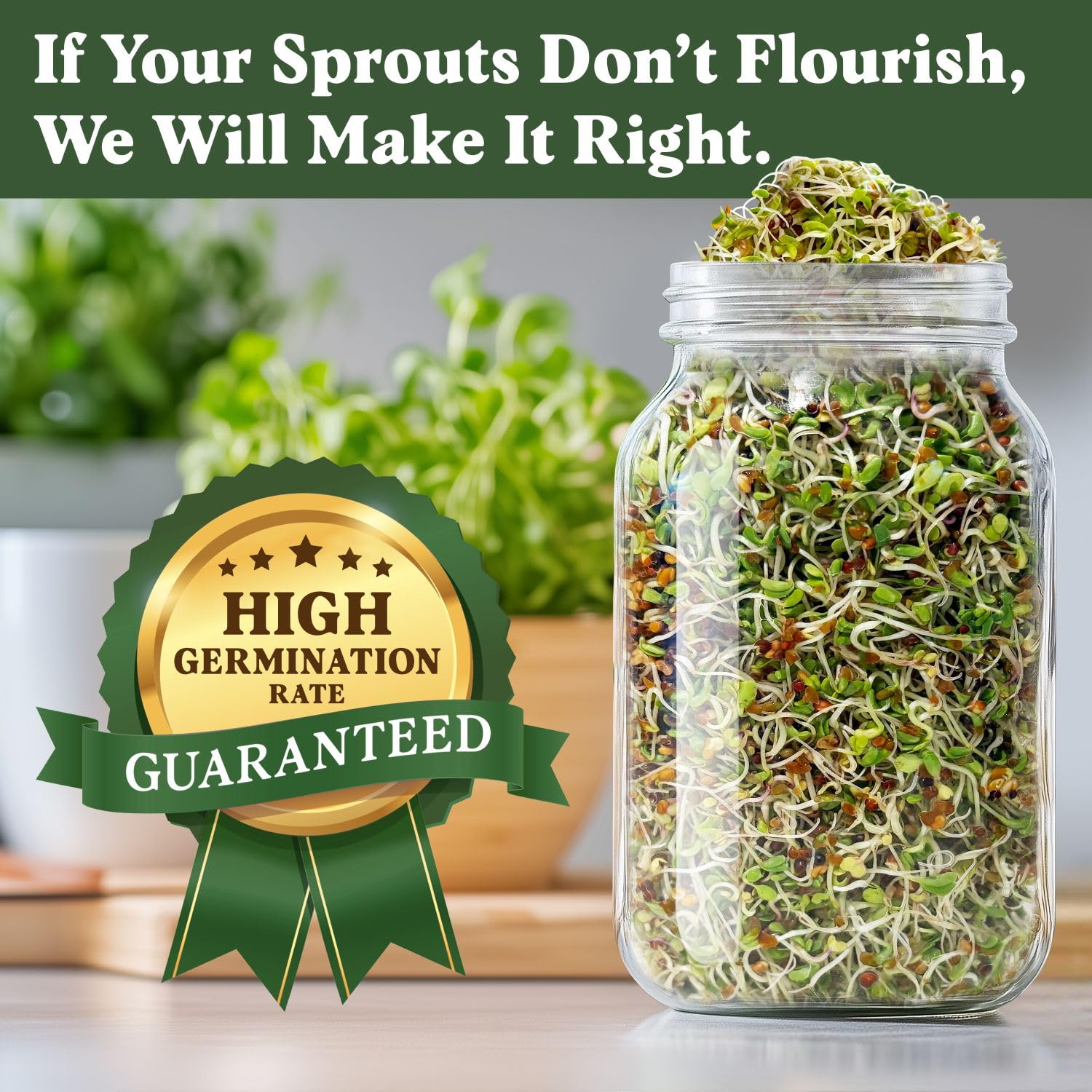 Seedboy Longevity Blend sprouting in a tray for vibrant microgreens with bold flavor.