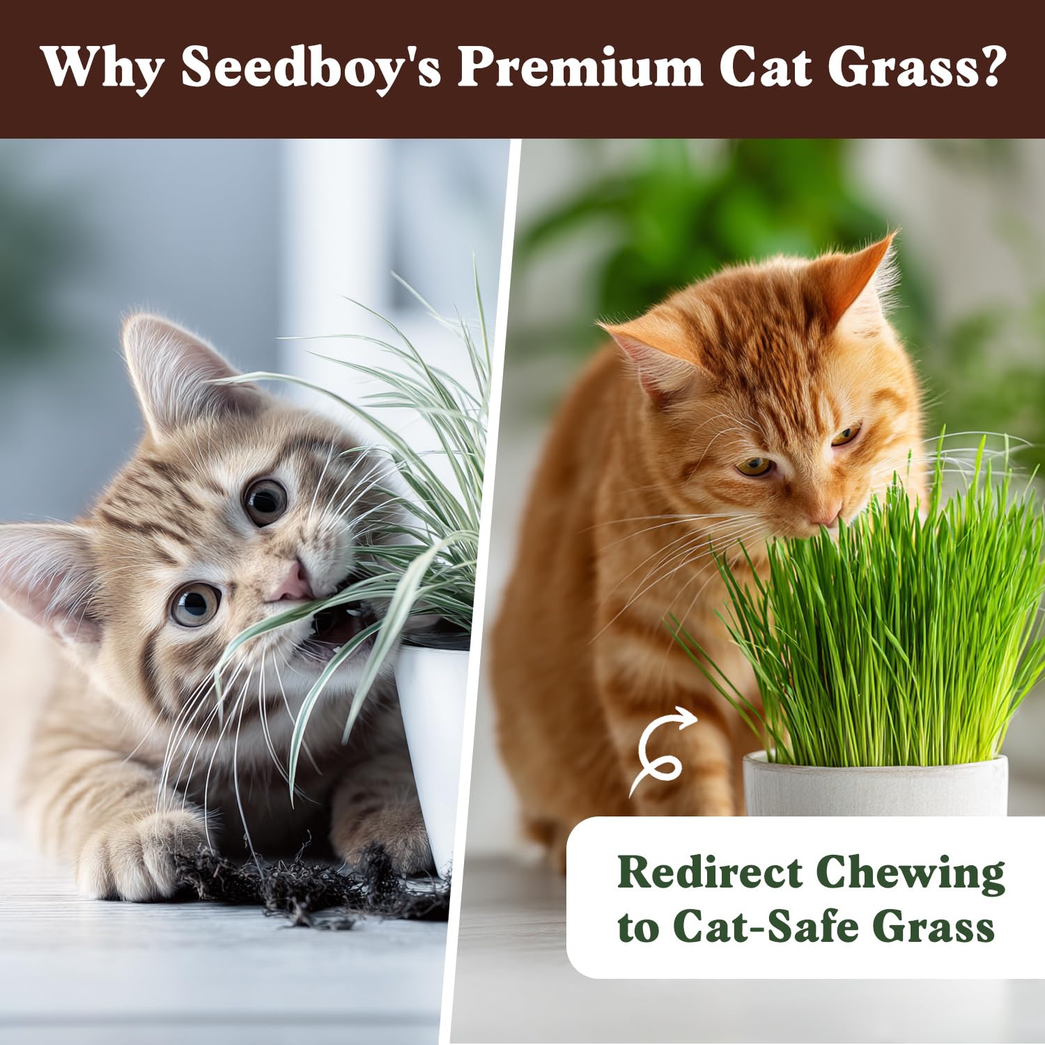 Seedboy made in USA cat grass, premium blend for indoor felines.