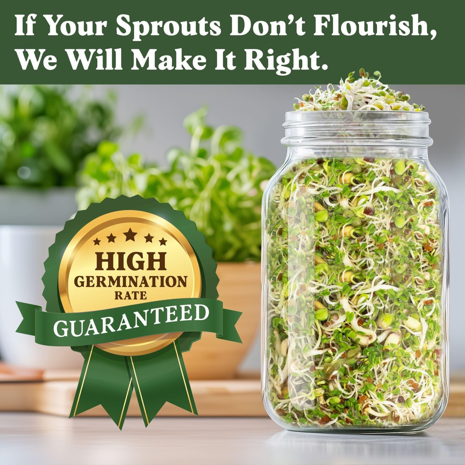 Seedboy microgreens in-jar growth shows quick 4–7 day harvest potential.