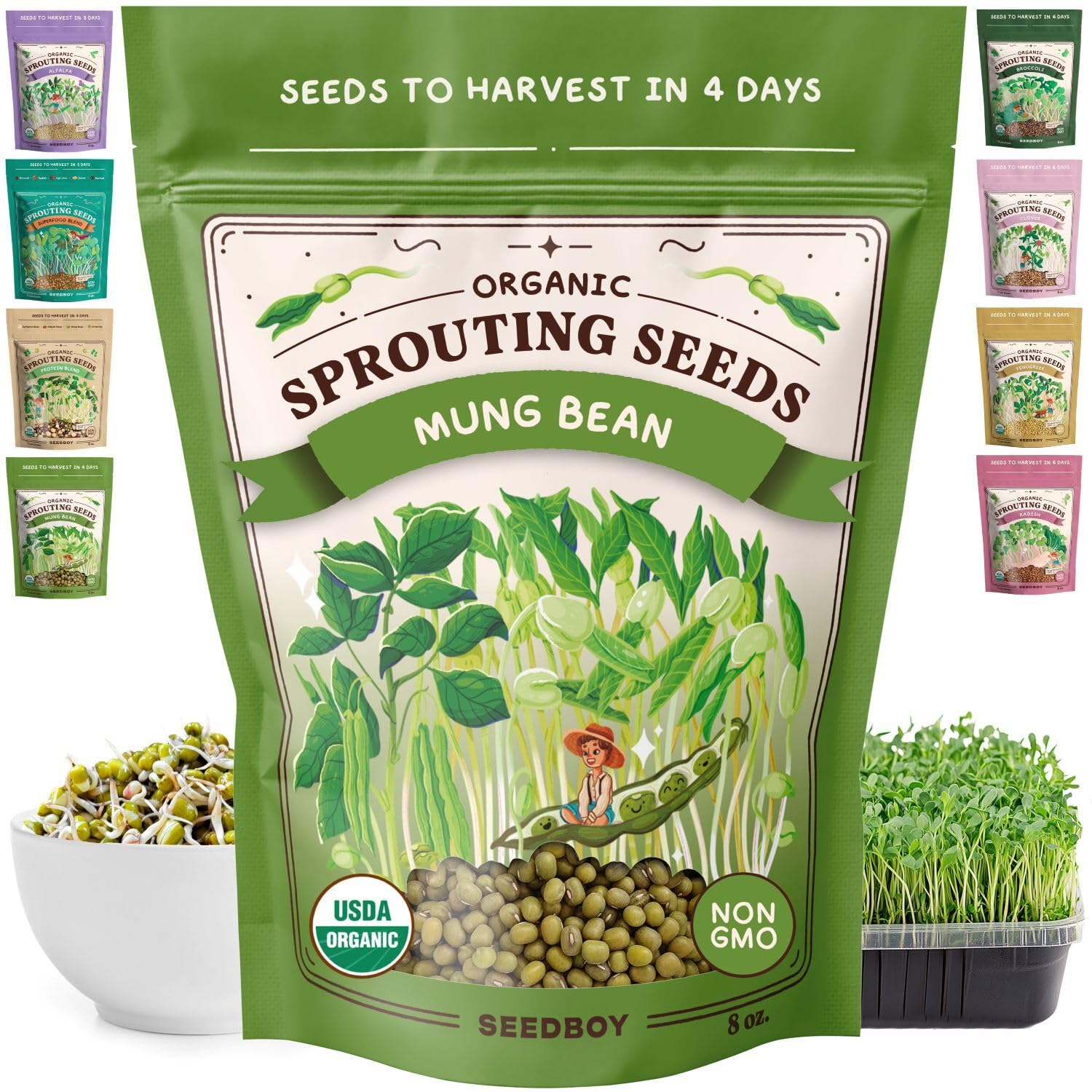 Seedboy mung bean seeds jar sprouting in a kitchen for quick sprouts