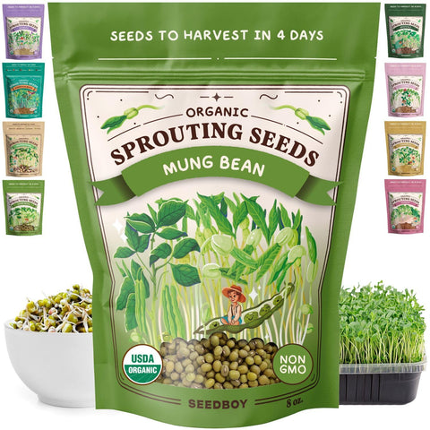 Seedboy mung bean seeds jar sprouting in a kitchen for quick sprouts