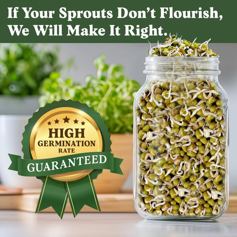 Seedboy mung beans soak process prepared for fast sprouting