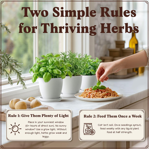 Seedboy Organic 10-Herb Kit suitable for indoor and outdoor use