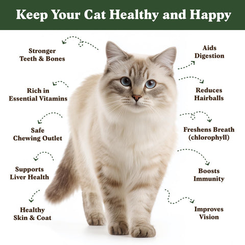 Seedboy premium non-GMO cat grass blend promotes digestion and nibble-friendly greens.